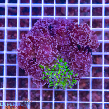 Euphyllia paracancora DUO [LFDC] | WYSIWYG_G-115 