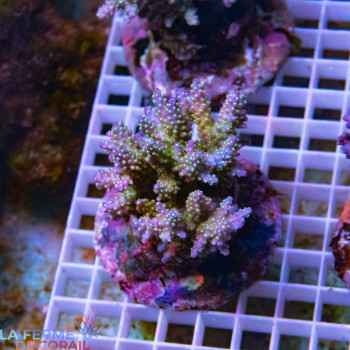 Acropora sp. 8-10cm [LFDC] | WYSIWYG_G-146 