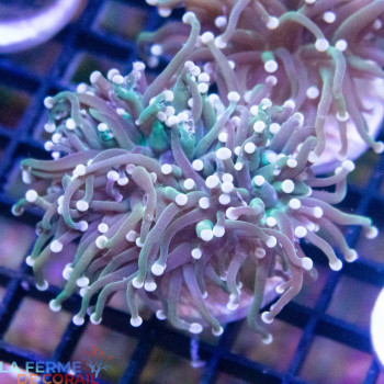 EUPHYLLIA GLABRESCENS green...