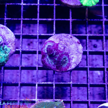 Discosoma sp. Medusa [LFDC] | WYSIWYG_E-68 