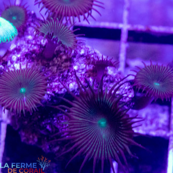 Palythoa sp. Classique [LFDC] | WYSIWYG_C-99 