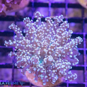Euphyllia yaeyamaensis Pointes jaune [LFDC] | WYSIWYG_A-22 