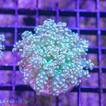 Euphyllia yaeyamaensis Vert Extra [LFDC] | WYSIWYG_A-24 
