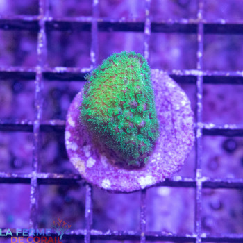 Pocillopora verucosa vert [LFDC] | WYSIWYG_B-15 