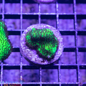 Acropora spp. [LFDC] | WYSIWYG_B-31 