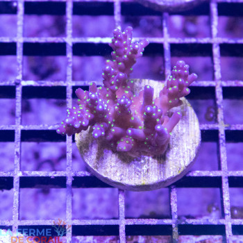 Acropora nana [LFDC] | WYSIWYG_B-44 