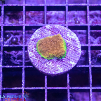 Psammocora sp. Watermelon [LFDC] | WYSIWYG_B-53 