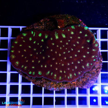 Favites spp. Ultra [LFDC] |...