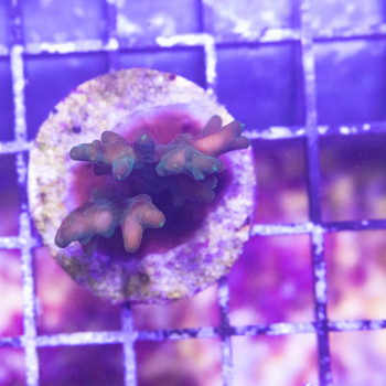 Acropora spp. [LFDC] | WYSIWY_C-5 