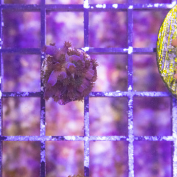 Acropora tortuosa [LFDC] | WYSIWY_C-13 