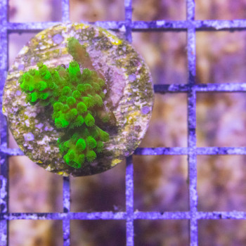 Acropora nobilis [LFDC] | WYSIWY_C-20 