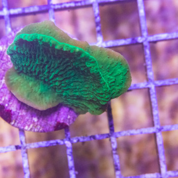 Montipora foliosa Vert [LFDC] | WYSIWY_C-30 