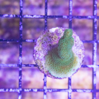 Montipora digitata Vert [LFDC] | WYSIWY_C-34 