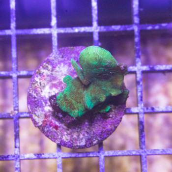 Pavona cactus Vert fluo [LFDC] | WYSIWY_C-63 