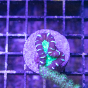 Caulastrea curvata Cat Eyes [LFDC] | WYSIWY_D-21 