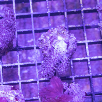 Lythophyton sp. Bleuté [LFDC] | WYSIWY_D-42 