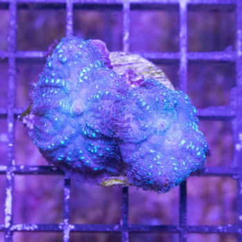 Rhodactis sp. Blue [LFDC] | WYSIWY_D-89 