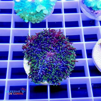 Rhodactis inchoata |CATALOGUE