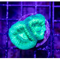 Goniastrea spp. BlueGin [LFDC] | WYSIWY_E-82 