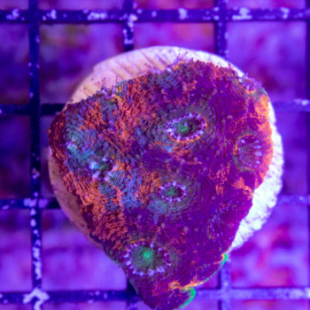 Acanthastrea echinata Extra Orange marbré [LFDC] | WYSIWY_A-17 