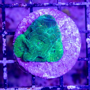 Favia sp. Green [LFDC] | WYSIWY_A-23 