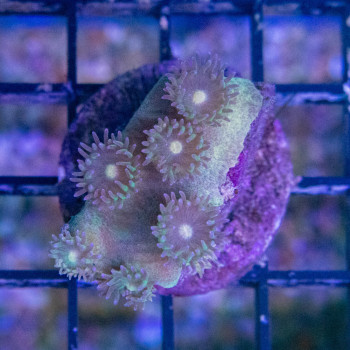 turbinaria peltata [LFDC] | WYSIWYG-2 
