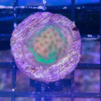 psamocora vert [LFDC] | WYSIWYG-8 