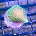 Stylophora pistilata [LFDC] | WYSIWYG-40 