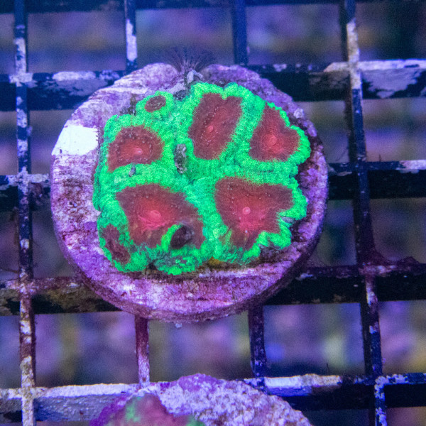 Faviites Christmas [LFDC] | WYSIWYG-46 