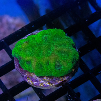 favia neon green [LFDC] | WYSIWYG-52 