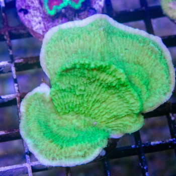 Montipora foliosa vert [LFDC] | WYSIWYG-70 