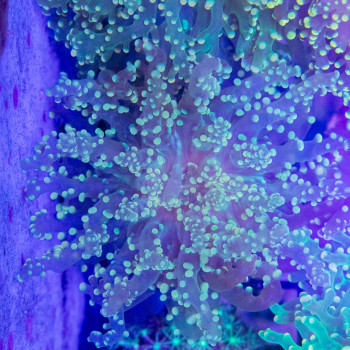 Euphyllia yayamaensis [LFDC] | WYSIWYG-340 