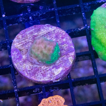 psamocora vert [LFDC] |...