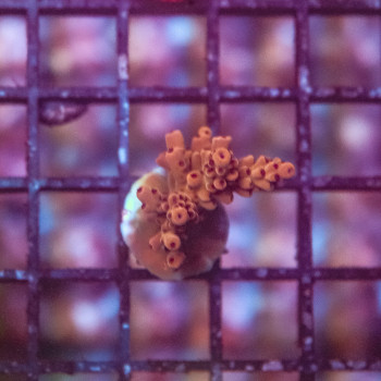 Acropora cytherea red [LOT-A] | WYSIWYG-20 