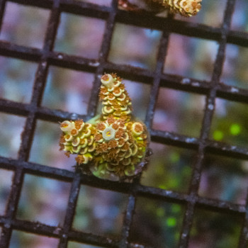 Acropora walt disney [LOT-A] | WYSIWYG-21 