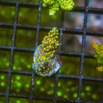 Acropora nana [LOT-A] | WYSIWYG-24 