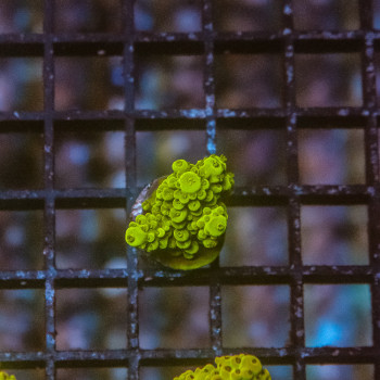 Acropora florida green [LOT-A] | WYSIWYG-44 