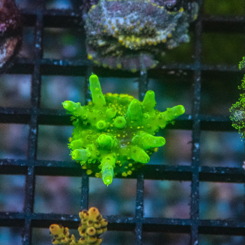 Acropora valida [LOT-A] | WYSIWYG-45 
