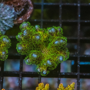 Pocillopora damicornis green [LOT-A] | WYSIWYG-47 