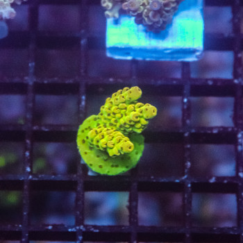Acropora microclados [LOT-A] | WYSIWYG-61 