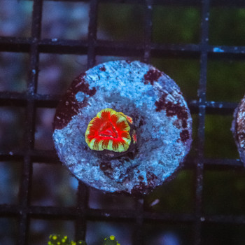 Micromusa lordhowensis 1 head [LOT-A] | WYSIWYG-63 