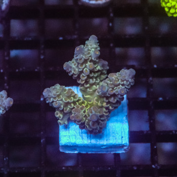 Acropora spp. FRAG INDO [LOT-A] | WYSIWYG-69 