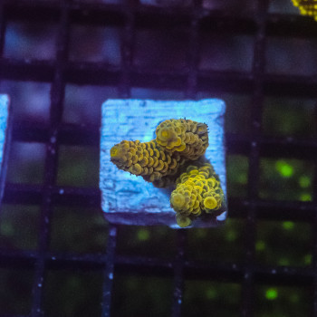 Acropora spp. FRAG INDO [LOT-A] | WYSIWYG-72 