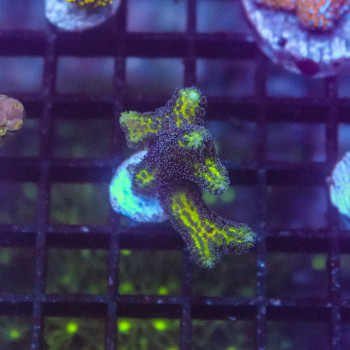 Seriatopora guttatus mauve [LOT-A] | WYSIWYG-74 