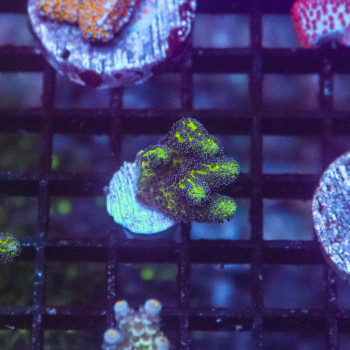 Seriatopora guttatus mauve [LOT-A] | WYSIWYG-75 