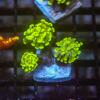 Euphyllia green toxic [LOT-A] | WYSIWYG-78 