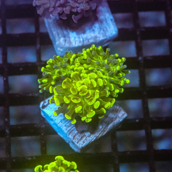 Euphyllia paraancora green toxic [LOT-A] | WYSIWYG-86 