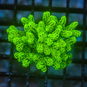 Seriatopora caliendrum vert [LOT-A] | WYSIWYG-88 