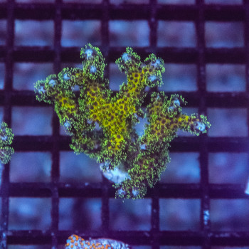 Pocillopora damicornis [LOT-A] | WYSIWYG-90 