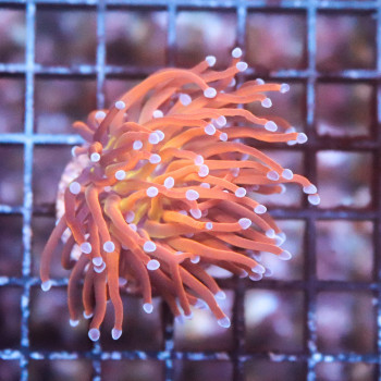 Euphyllia glabrescens ultral 1 head [LOT-B] | WYSIWYG-1 